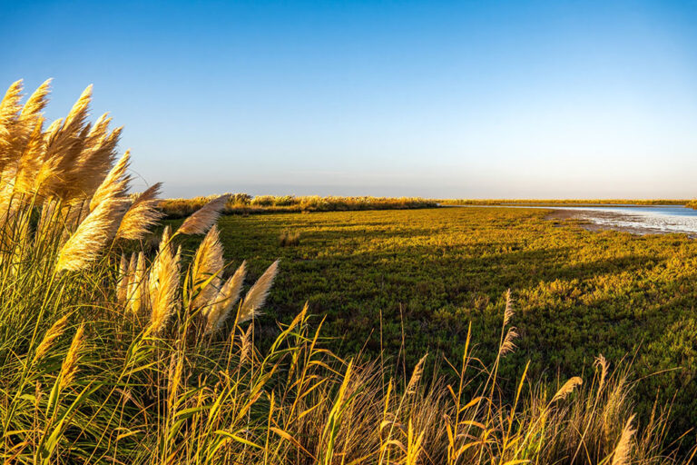 Día Mundial de la Protección de la Naturaleza: los pastizales, un ecosistema que necesita mayor protección