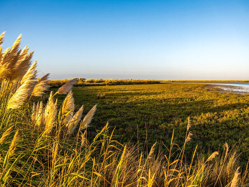 Día Mundial de la Protección de la Naturaleza: los pastizales, un ecosistema que necesita mayor protección