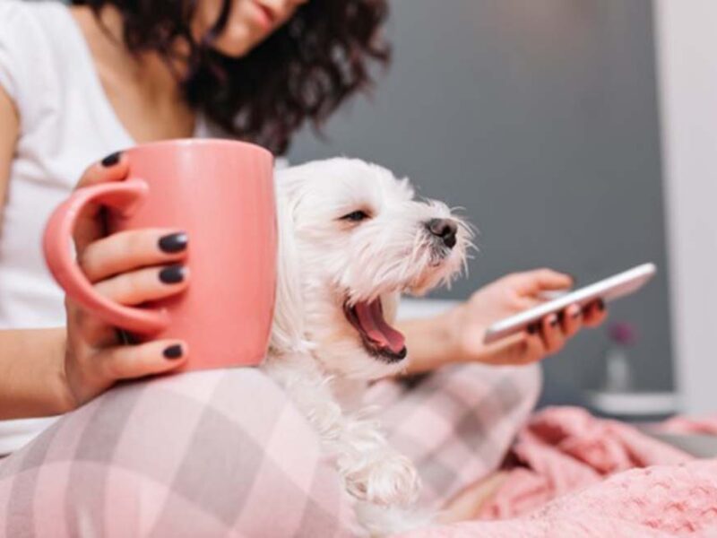 Salud mental y conexión: el vínculo con las mascotas como parte del bienestar cotidiano